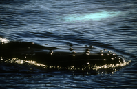Humpback Whale