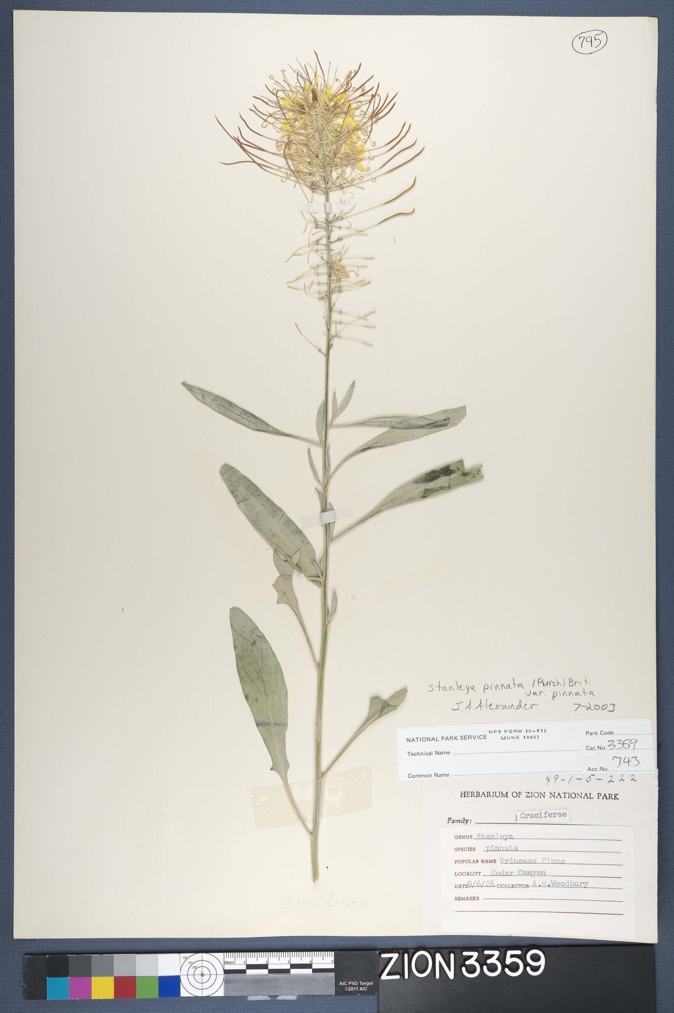 Herbarium Specimen Sheet 3359