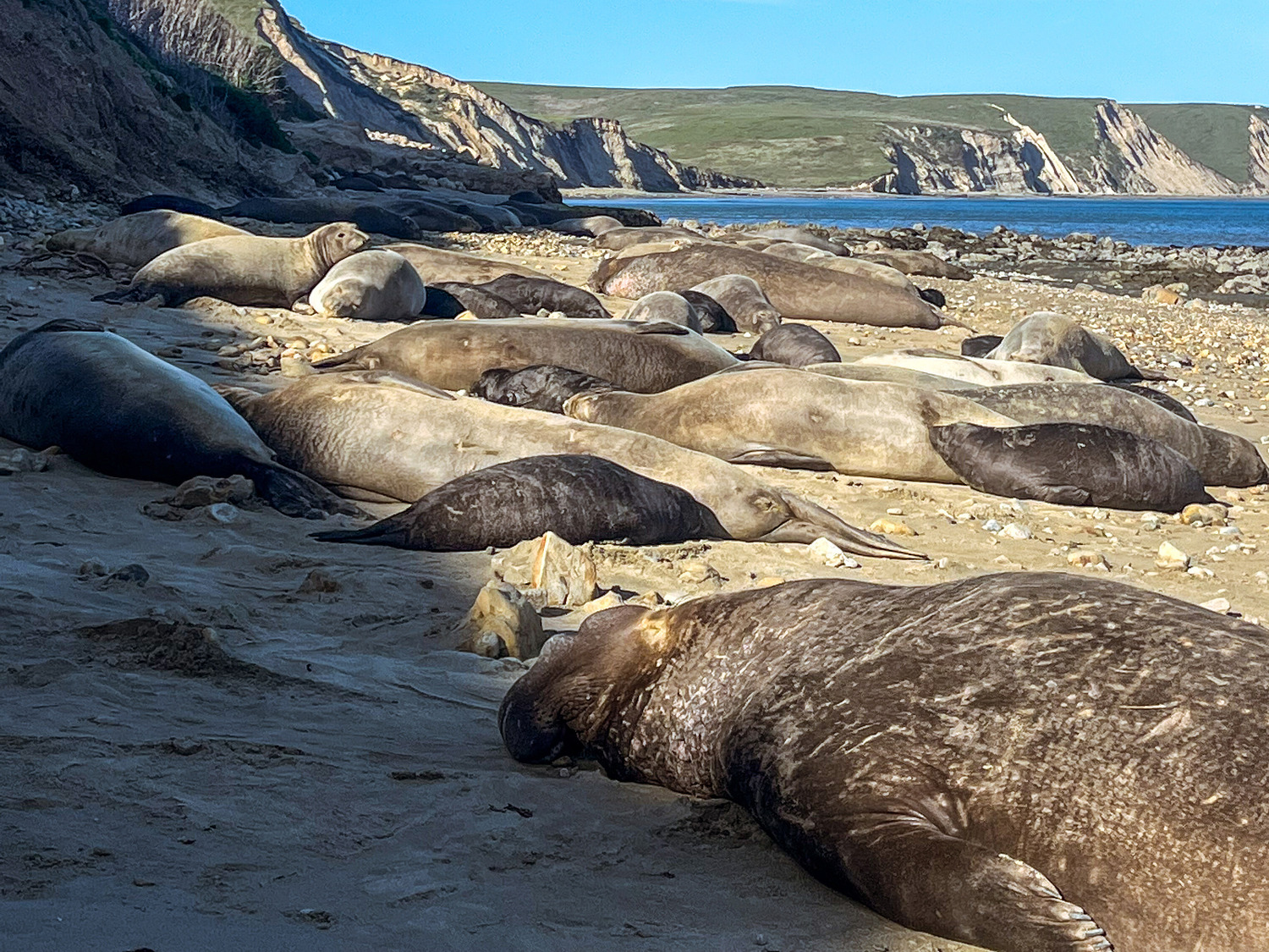 Dozens of seals, including a large male and lots of females and pups, resting on a rocky beach beneath a steep bluff.