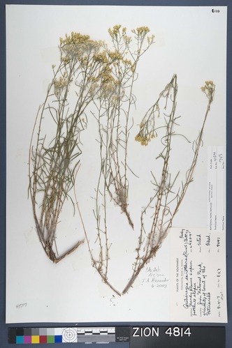 Herbarium Specimen Sheet 4814