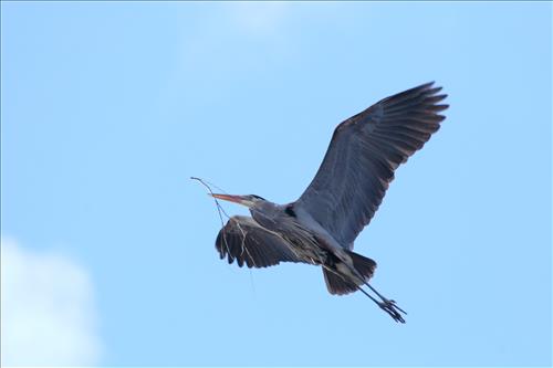 Great blue heron in Cuyahoga Valley National Park
