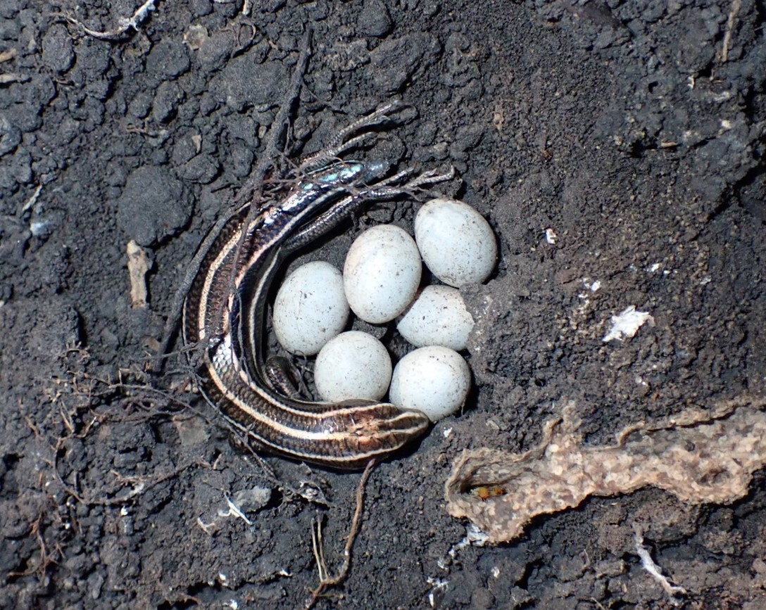 A skink lying next to its eggs on the ground