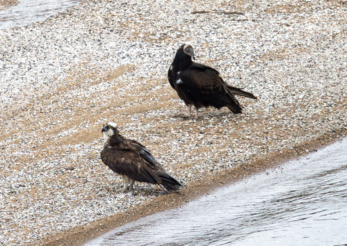 An Osprey and a Black Vulture stand on a pebbly beach at the river's edge, both looking alert.