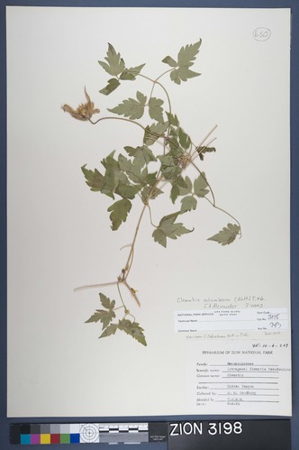 Herbarium Specimen Sheet 3198