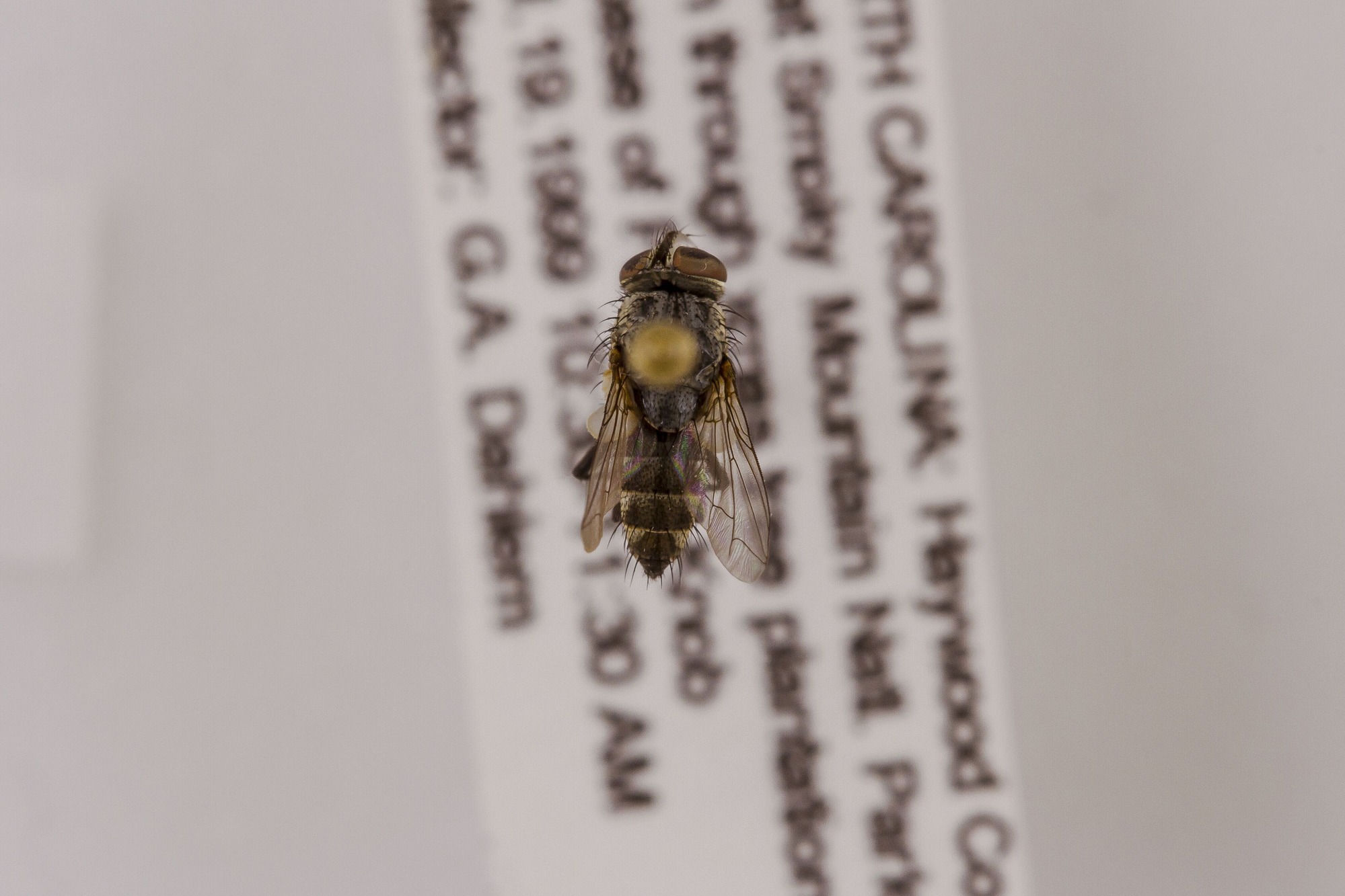 Image of Senotainia trilineata, a species of Animalia