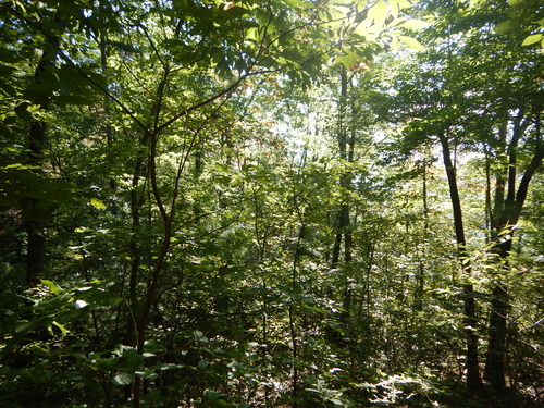 GRSM Accuracy Assessment. Plot Code: GRSM_AA_0672_3