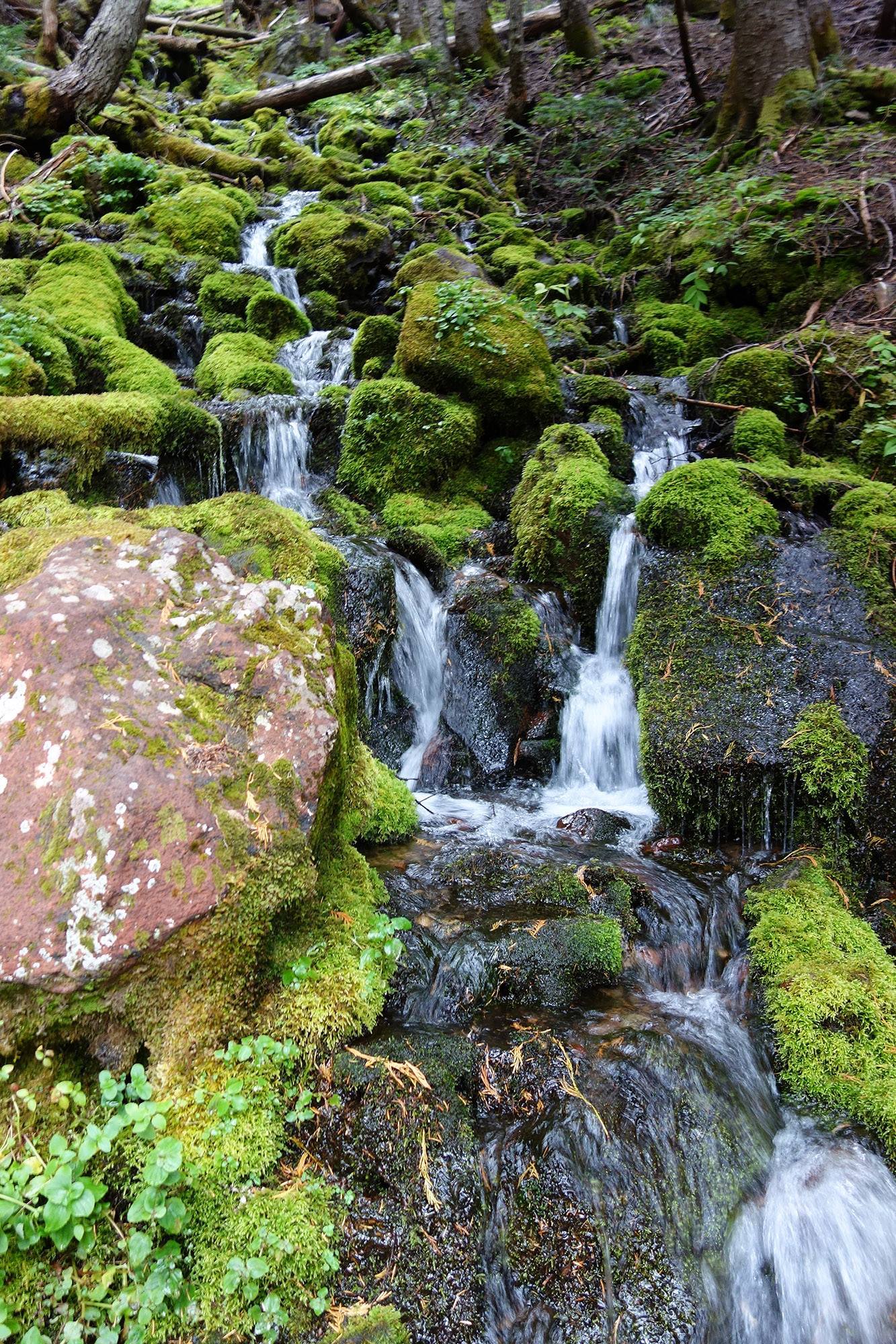 A moss-lined stream tumbles down the hillsides along the trail to Spray Falls.