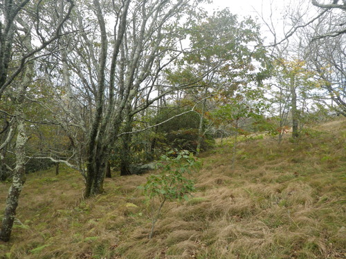 GRSM Accuracy Assessment. Plot Code: GRSM_AA_0186_6