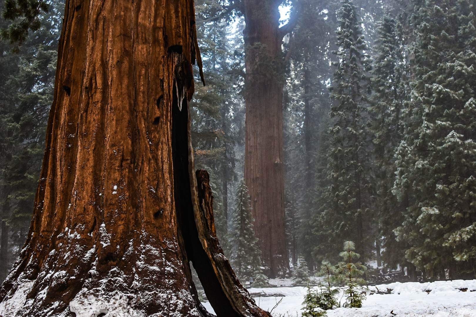 Snow on the base of a giant reddish tree next to a snowy meadow