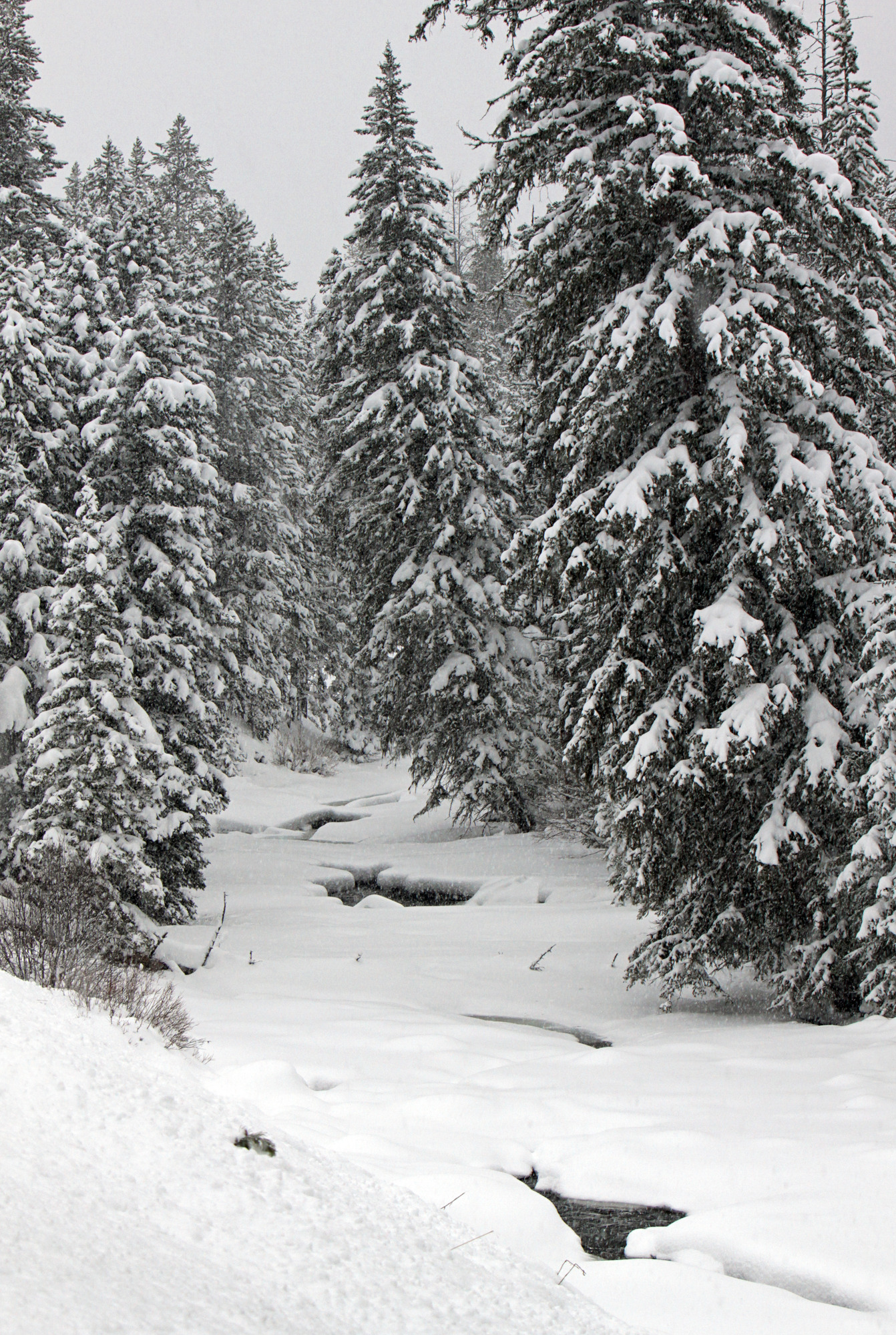 An ice covered creek flows between tall spruce trees with a few opening in the ice.