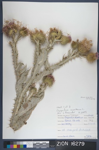 Herbarium Specimen Sheet 16279