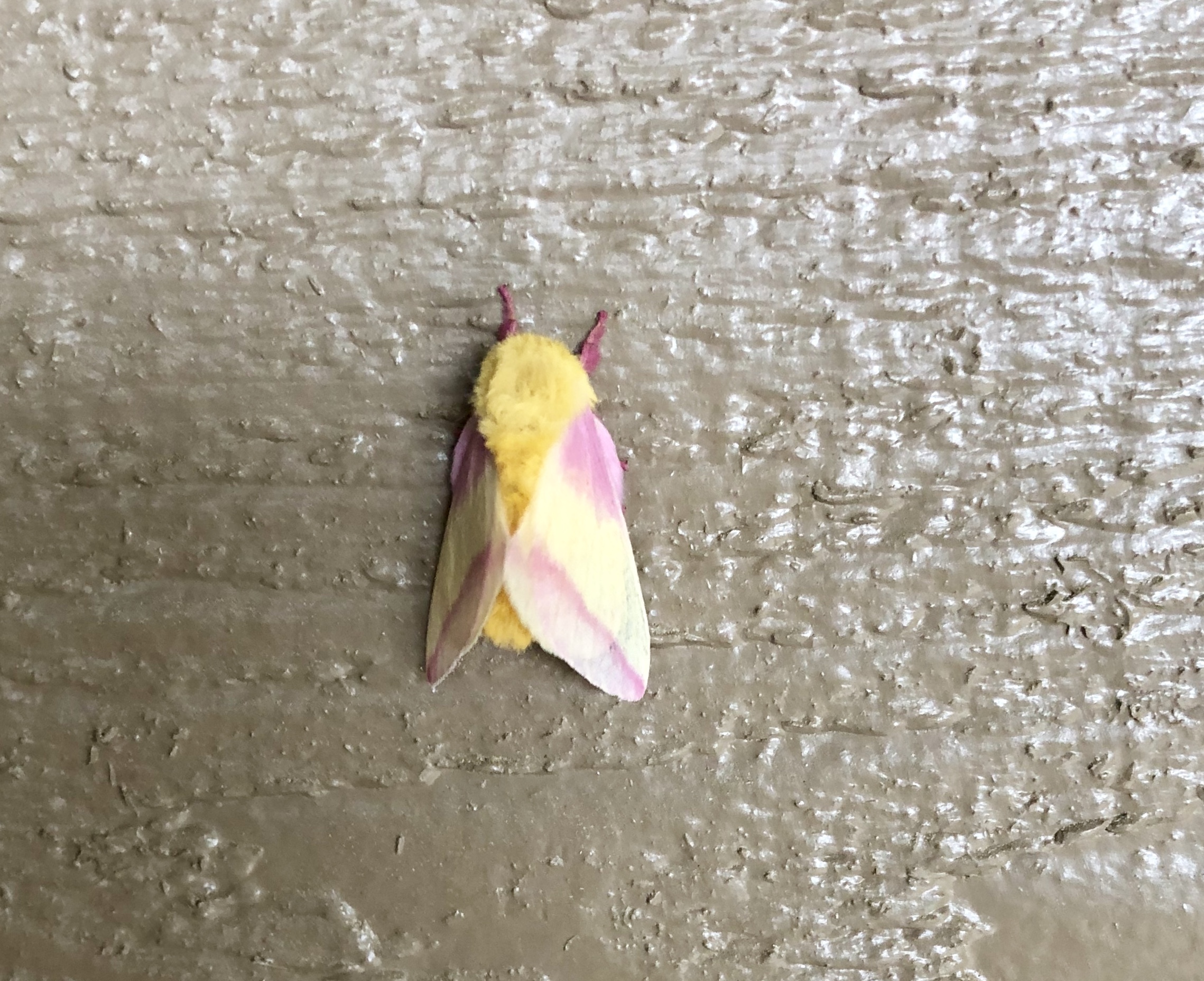 A pretty yellow and pink moth with a fuzzy yellow body.