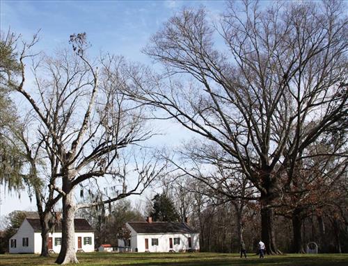 Melrose Estate Hazard Trees, January 2012