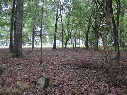 YCC 2010 Exotic Plant Management Project