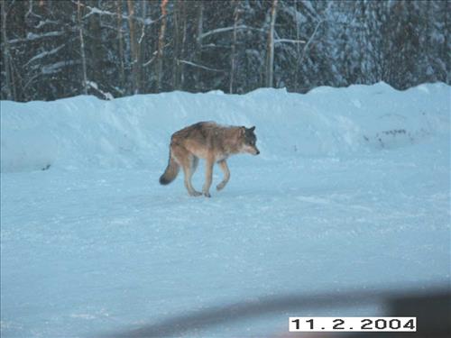 8 Gates of the Arctic National Park and Preserve Koyukuk Moose Survey 2004