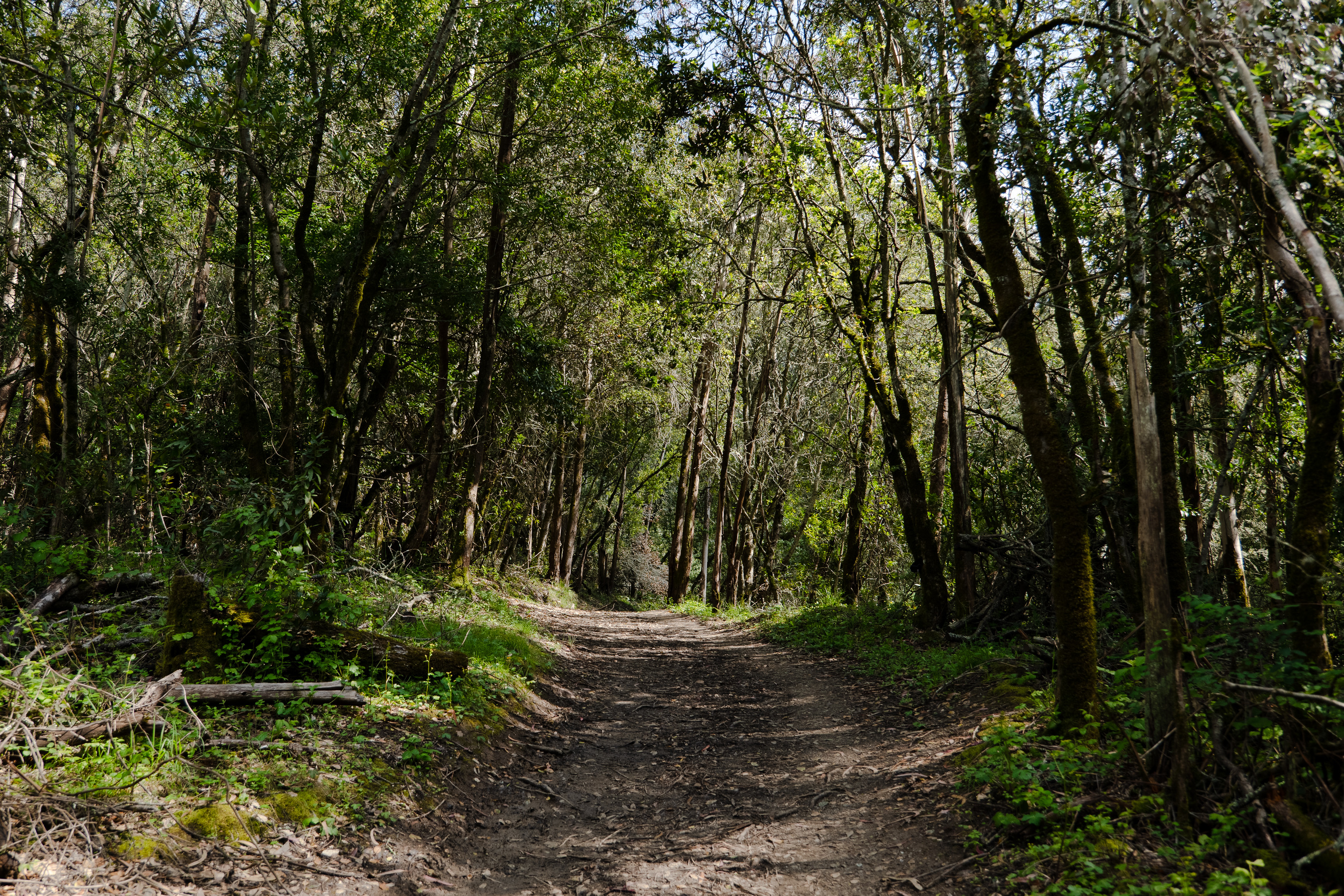 A trail runs through tall trees in a forest