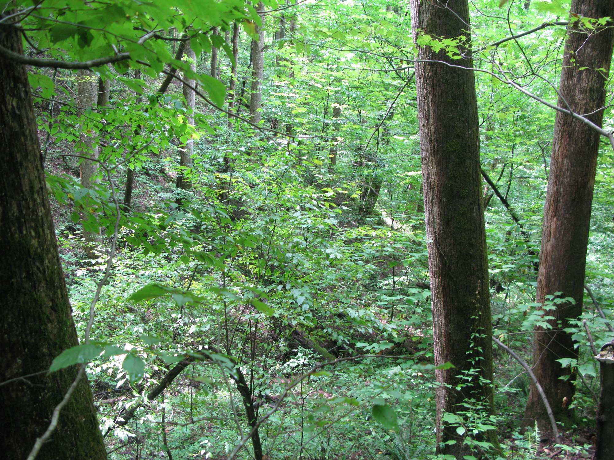 GRSM Accuracy Assessment. Plot Code: GRSM_AA_0432_5