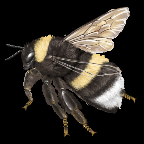 illustration of a bee