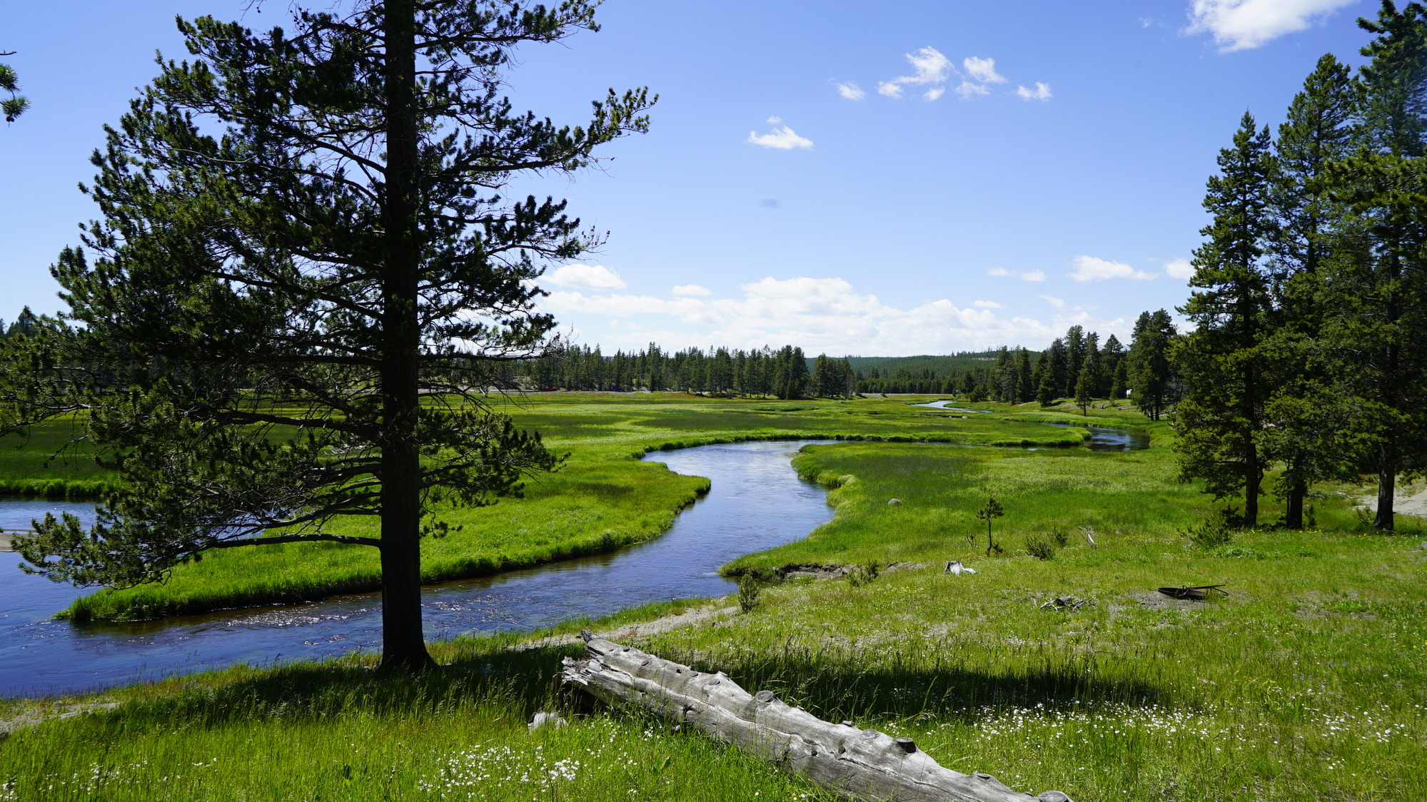 Slow moving blue water curves through a green landscape with a large pine tree off to the left