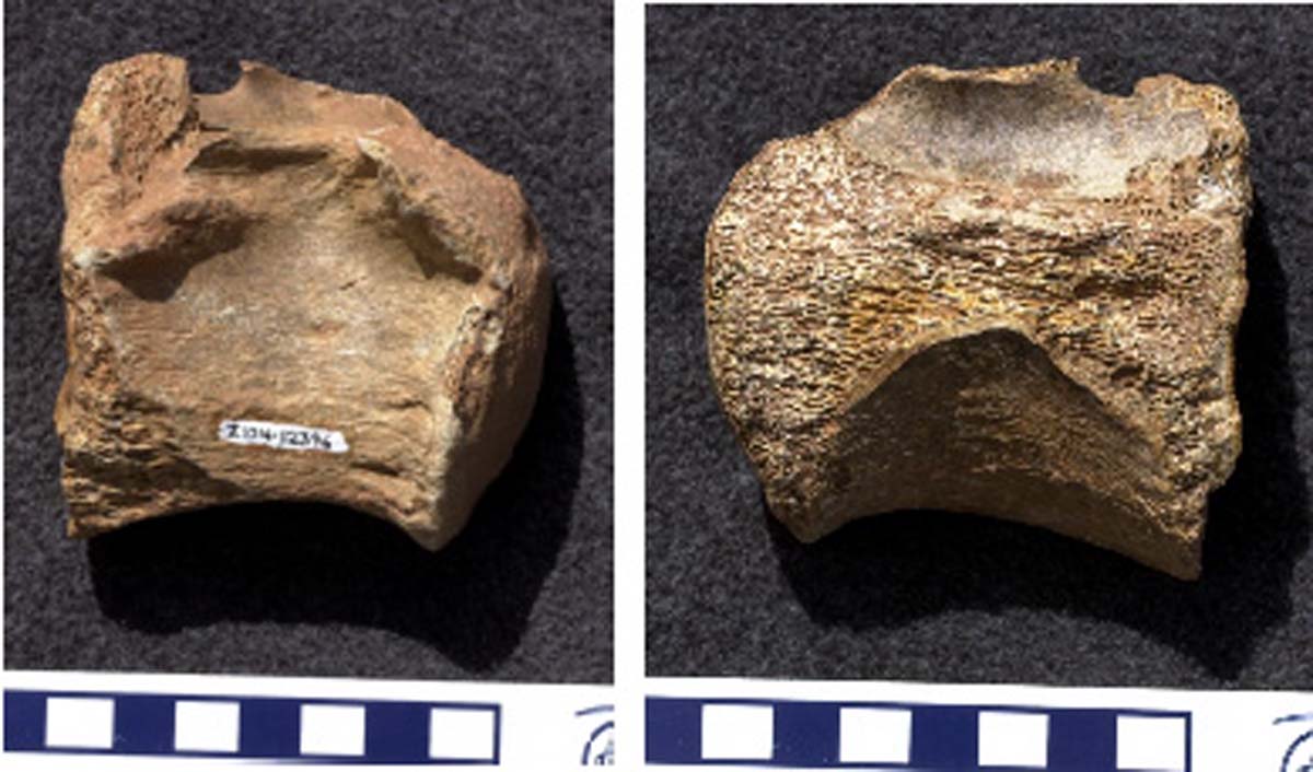 Bison antiquus, an antique bison, thoracic vertebrae plate