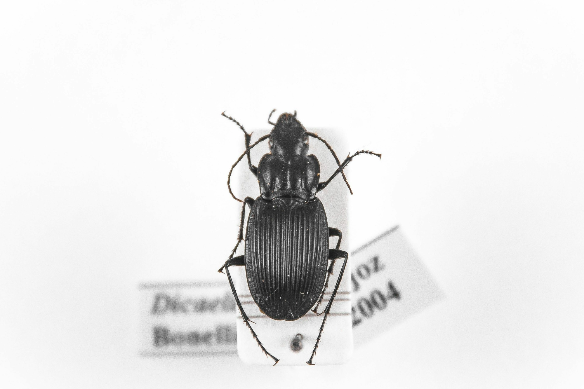 Image of Dicaelus teter, a species of Animalia