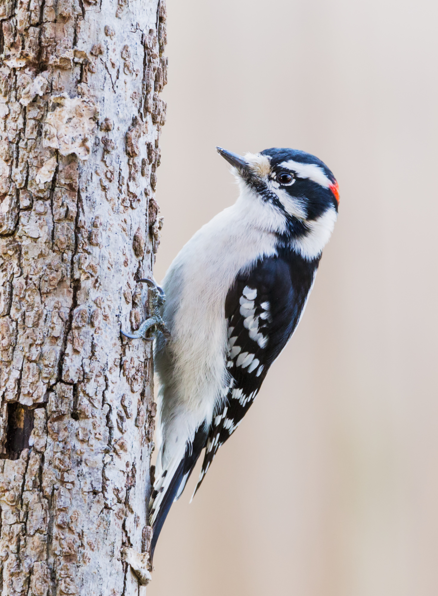 woodpecker