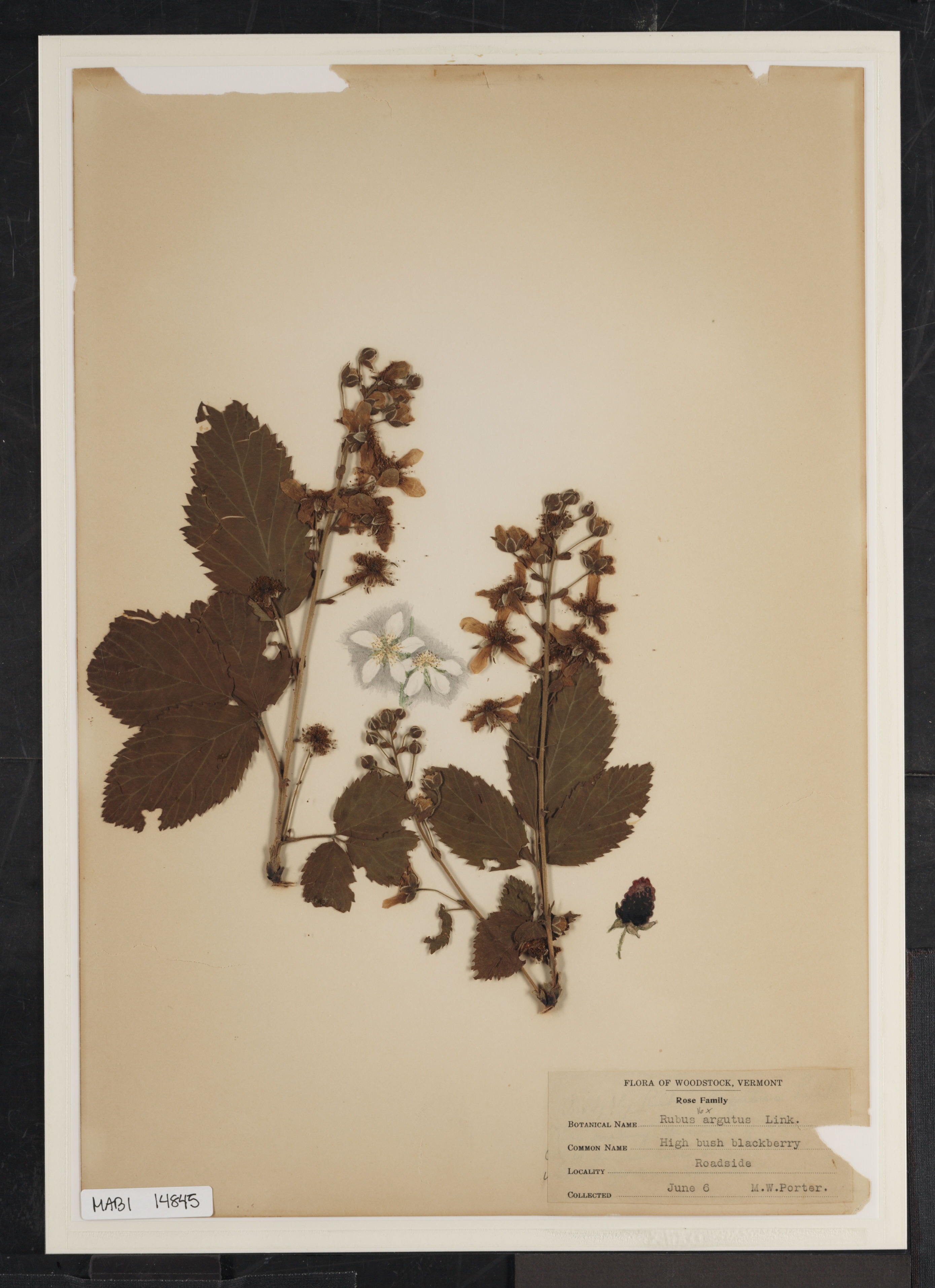 Preserved biological specimen on paper.