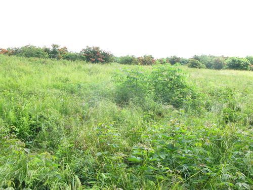 GRSM Accuracy Assessment. Plot Code: GRSM_AA_0820_6