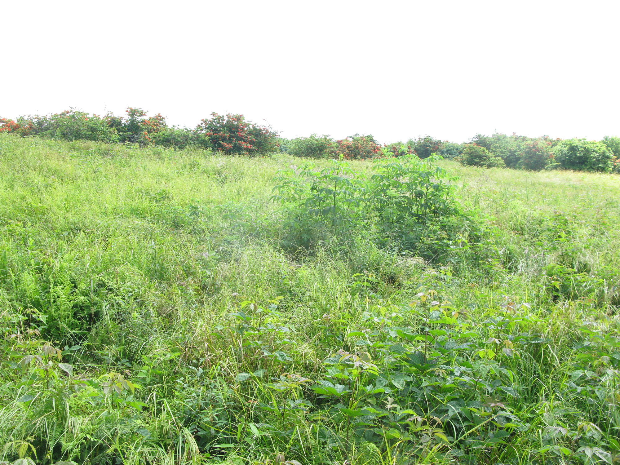 GRSM Accuracy Assessment. Plot Code: GRSM_AA_0820_6