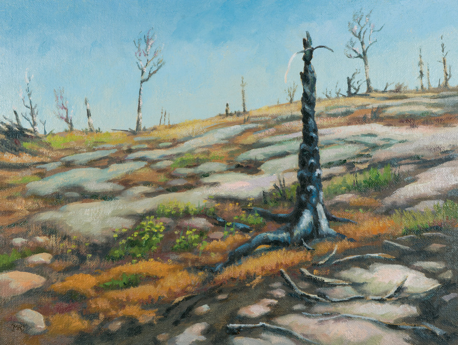 A burnt snagged tree on a rocky ridge.