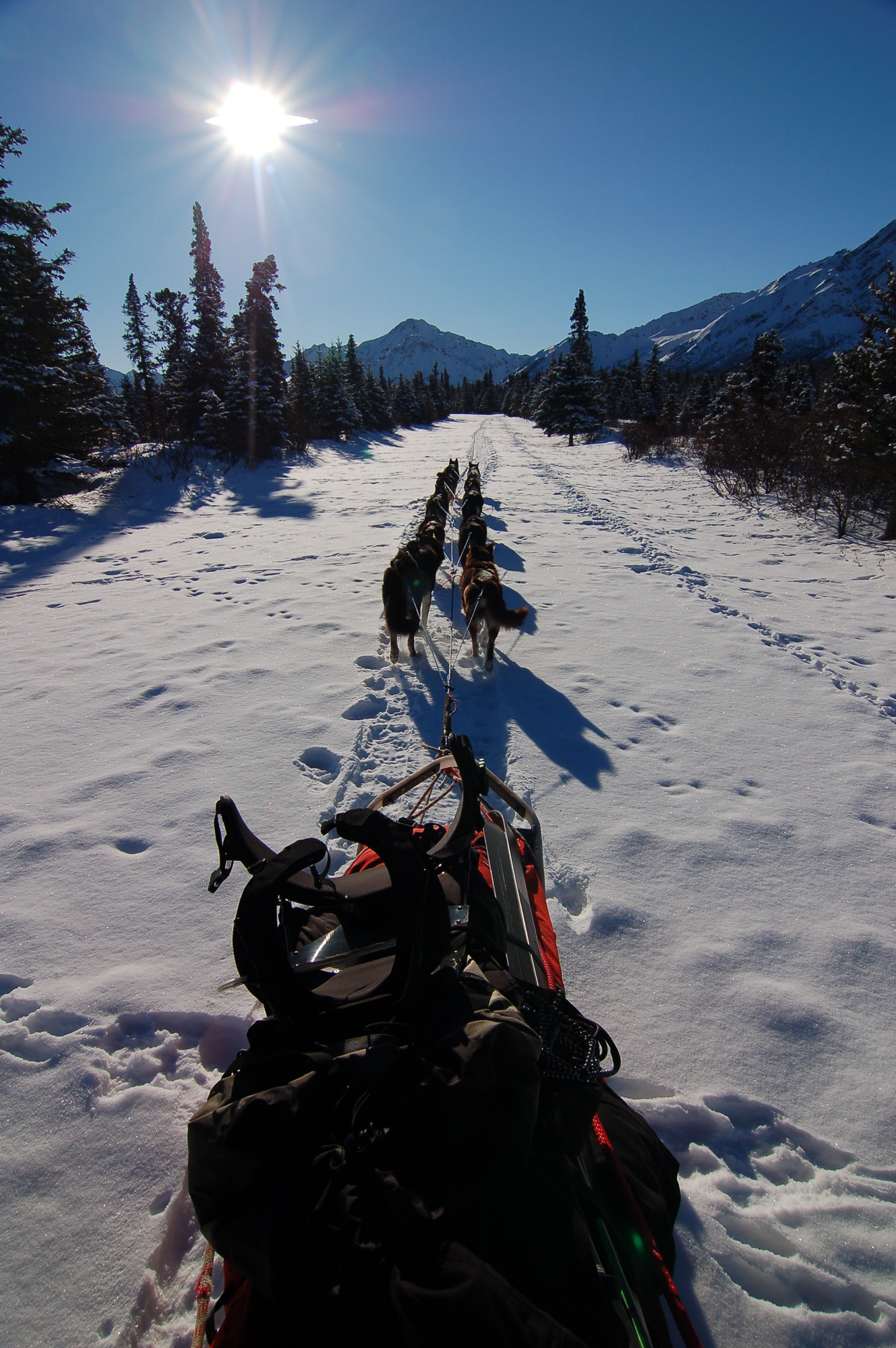 eight dogs pulling a sled on a snowy road in a forest