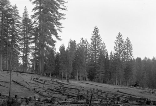 Looking east across second growth at Cuneo's.