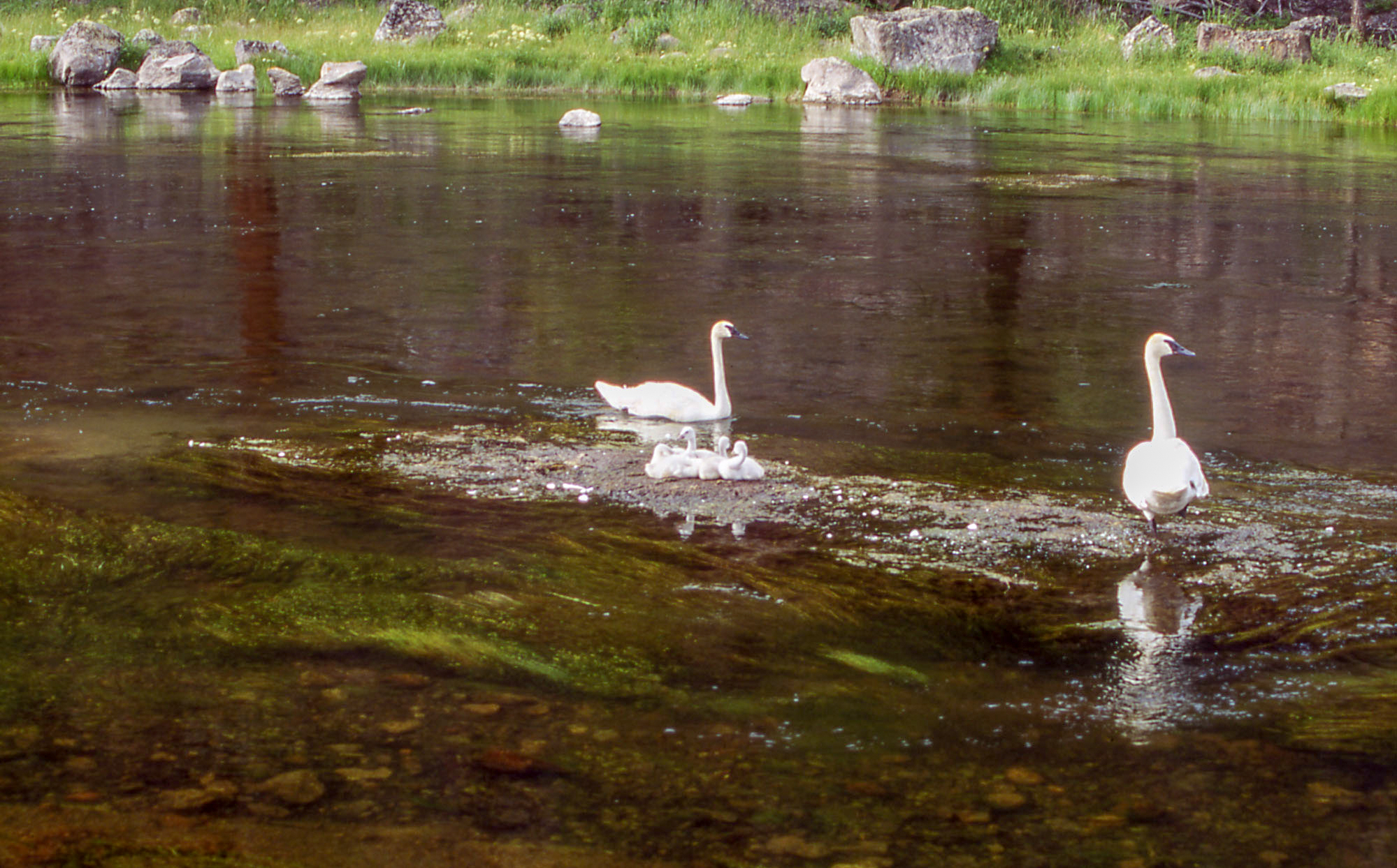 Adult swans and cygnets sit on a gravel bar in the river.