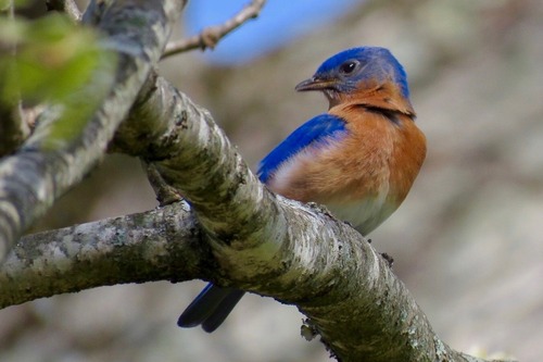 blue and orange bird perched on a branch