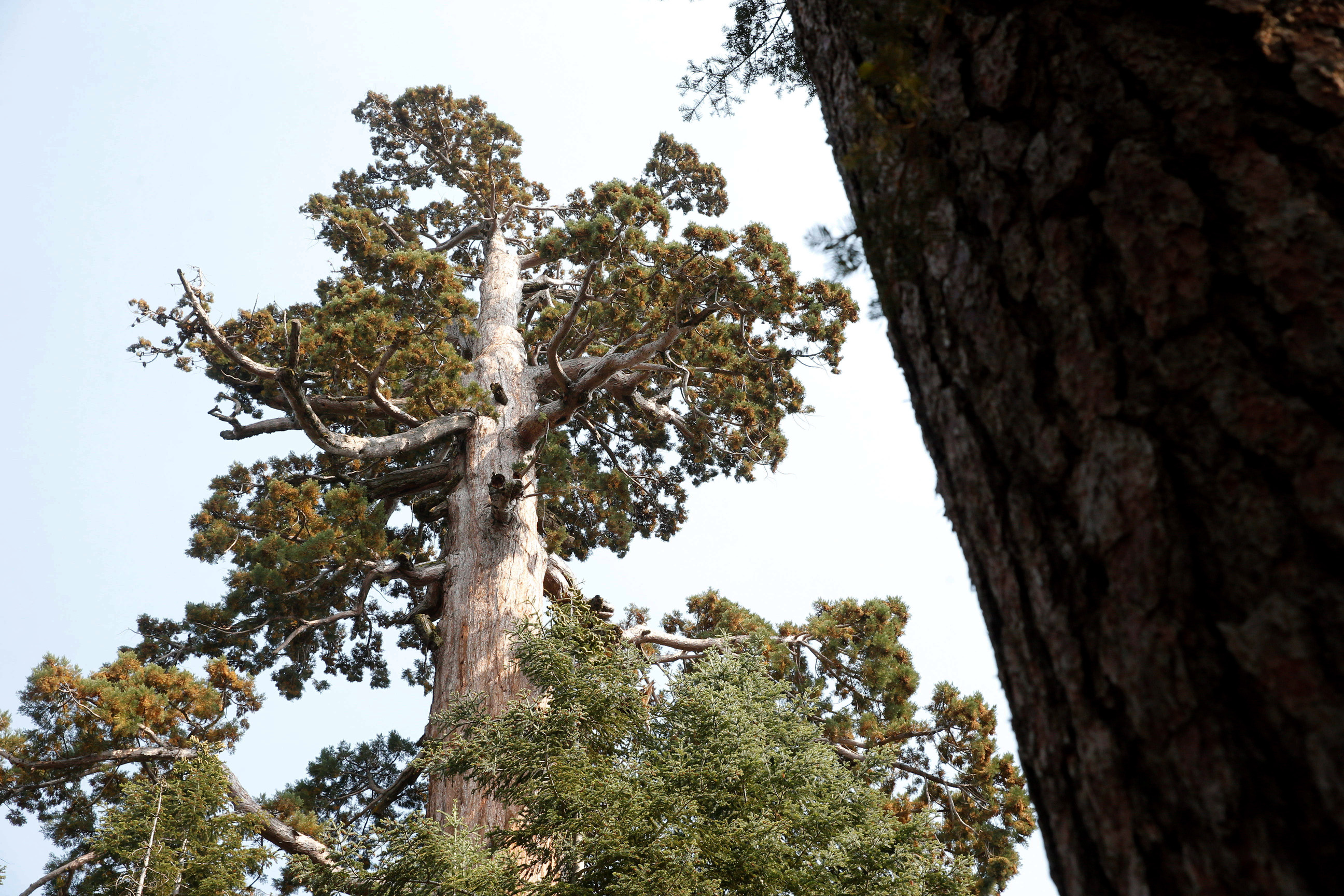 brown bark of a tree in the foreground, behind it looking up at the top of a sequoia
