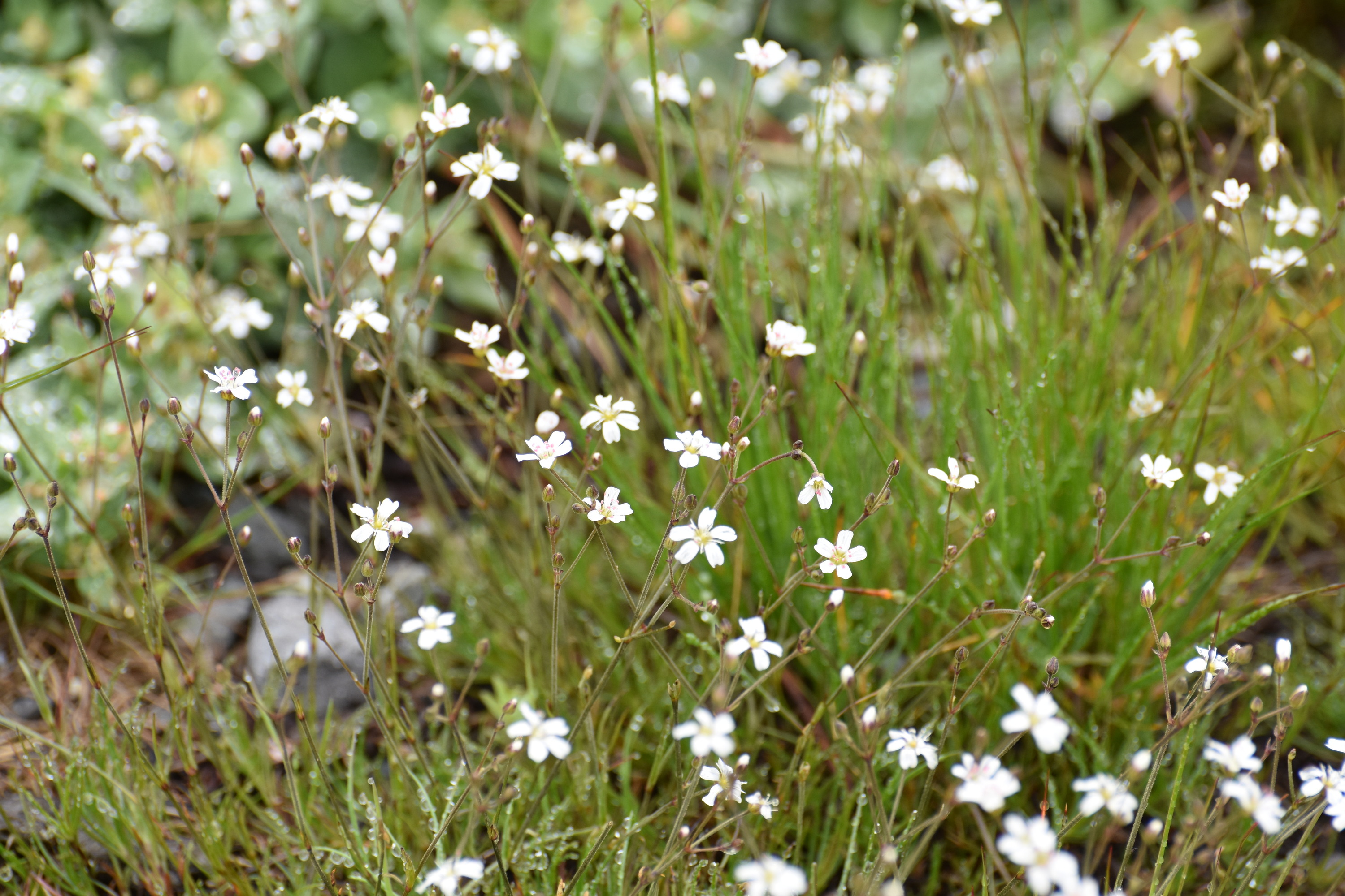 A patch of wildflowers with thread-like leaves and delicate white five-petaled blooms. 