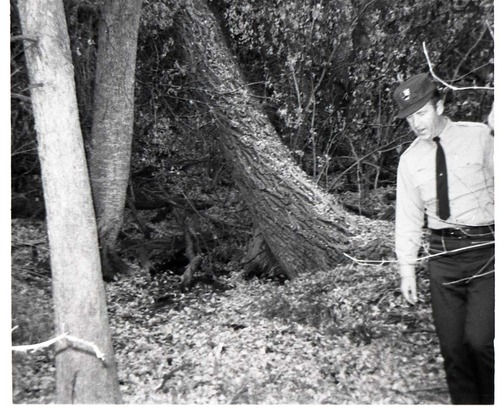 BW photos of trees. Man walking in forest.