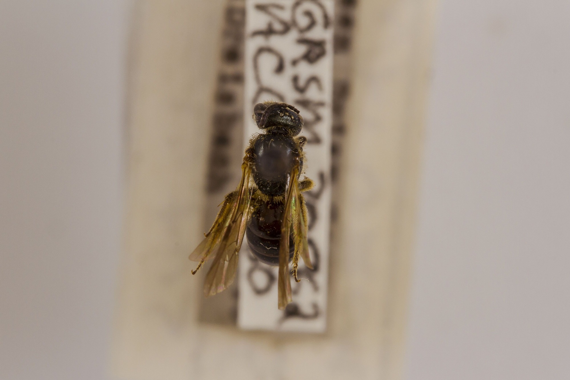 Image of Lasioglossum nigroviridis, a species of Animalia