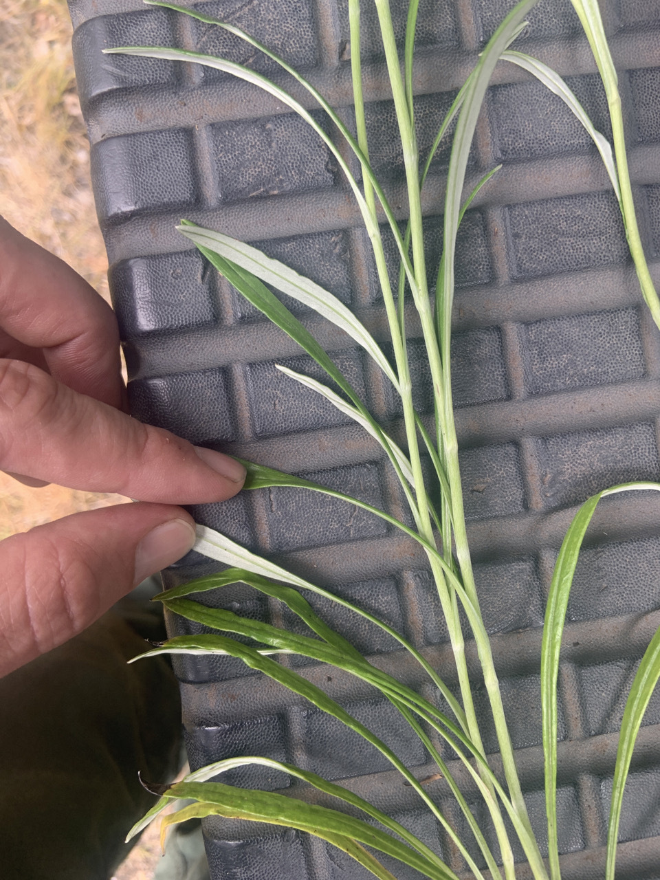 Photo of plant species Euchiton japonicus