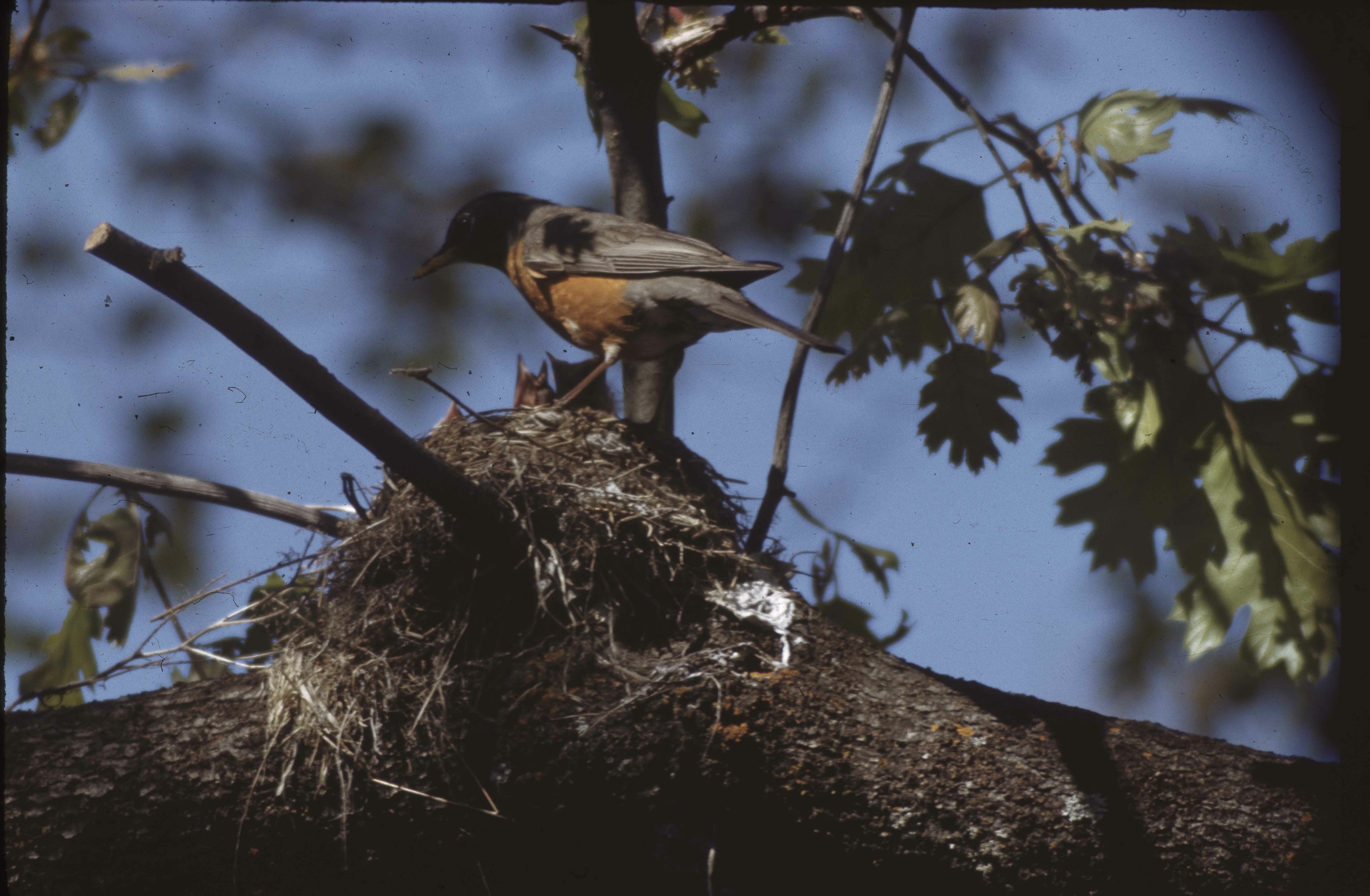 Robin at Nest. D-32-j-5. RA Ralph H Anderson. Original. Public Domain. Birds - American Robin. E-03-63-012.