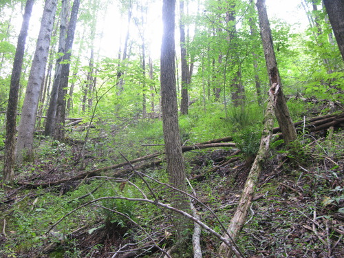 GRSM Accuracy Assessment. Plot Code: GRSM_AA_0706_5