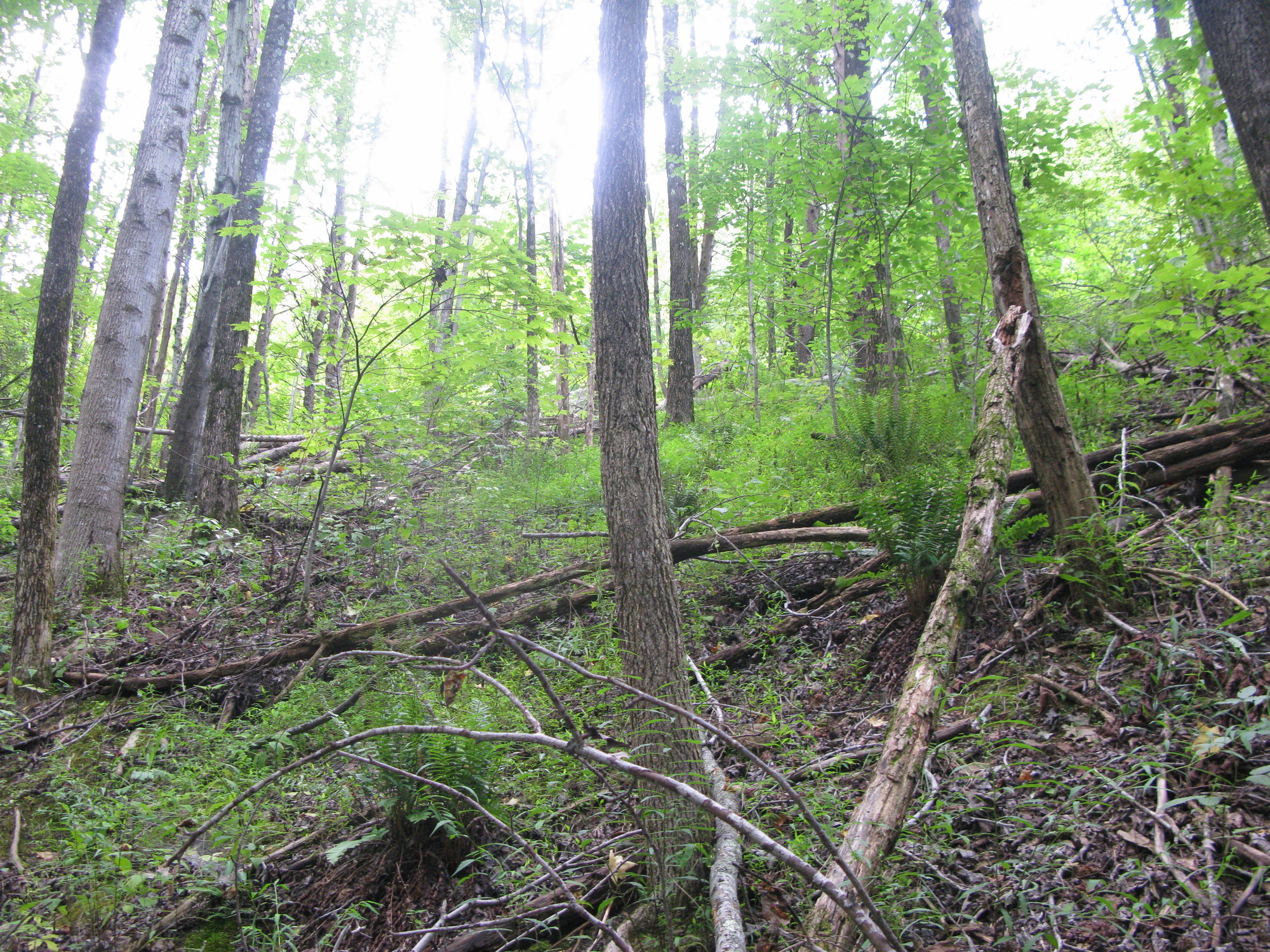 GRSM Accuracy Assessment. Plot Code: GRSM_AA_0706_5