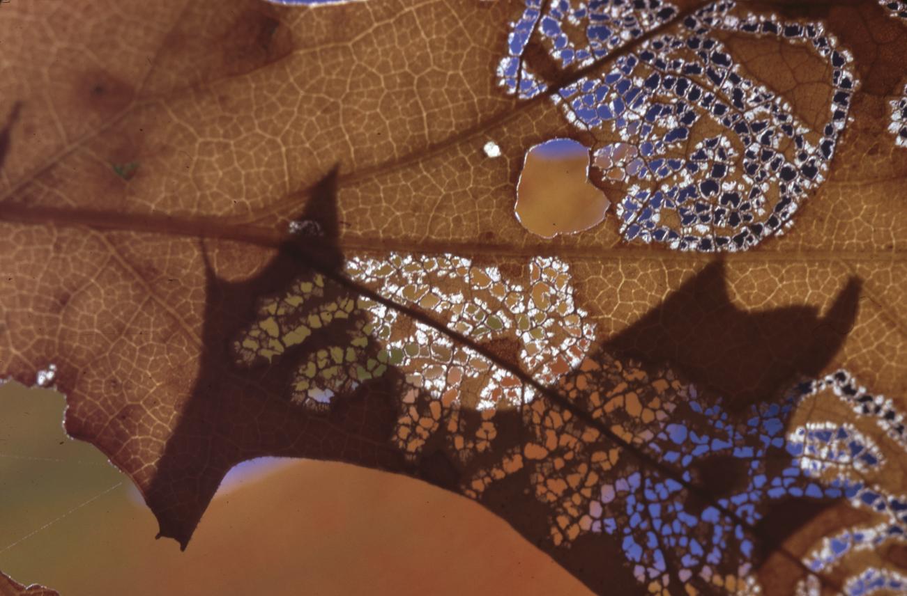 Insect eaten oak leaves