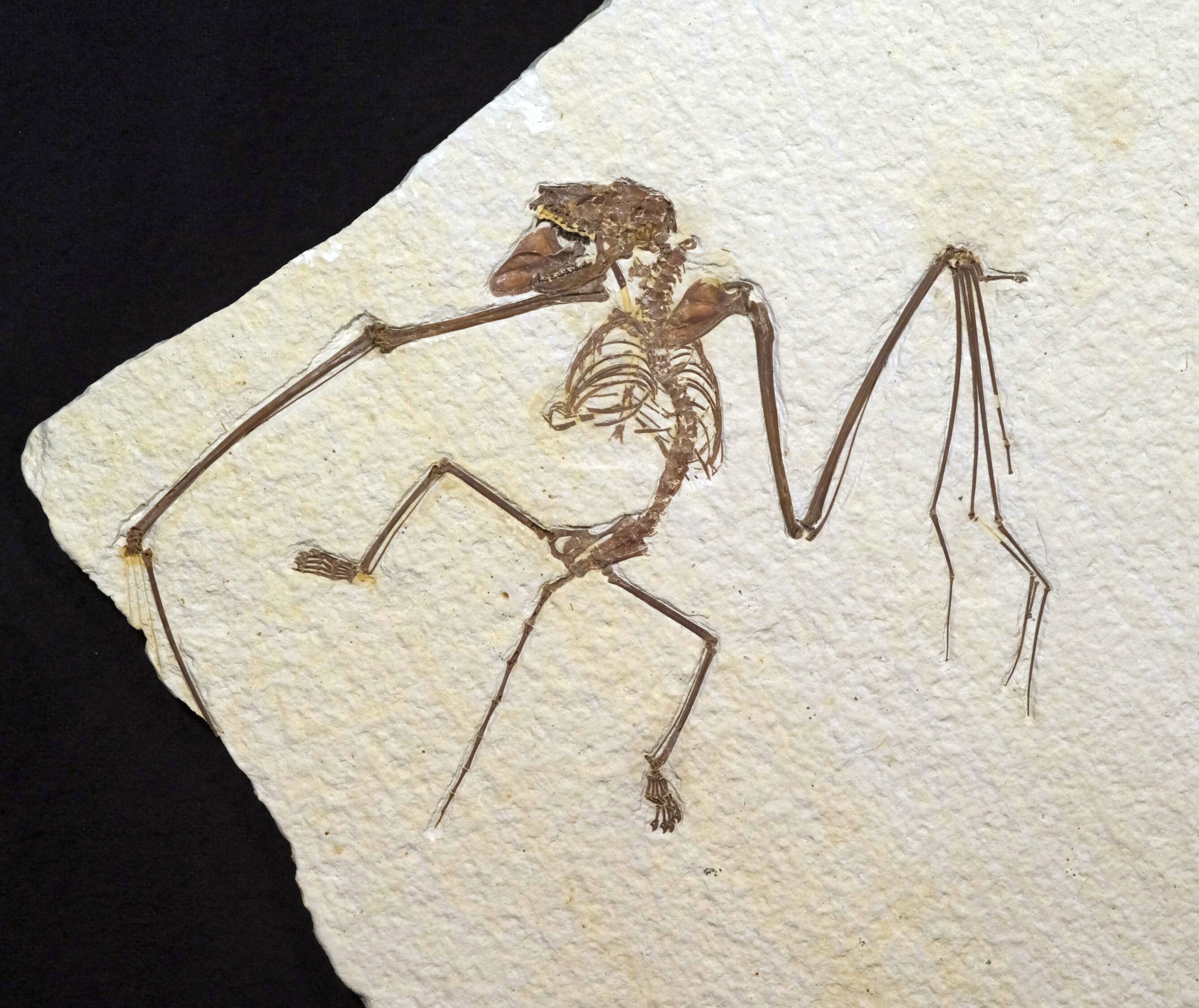 Brown bat fossil on tan stone. The edge of the stone is visible top left and bottom left where the stone broke through the tip of the bat's left wing. The face is turned left and a scapula is in the middle of the open mouth looking almost like a tongue.