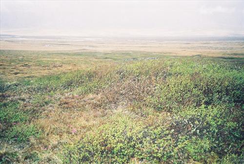 1 Gates of the Arctic National Park and Preserve Itkillik Birds June 2006