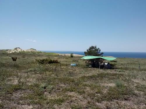 Invasive baby's breath control at Sleeping Bear Dunes National Lakeshore in July 2014