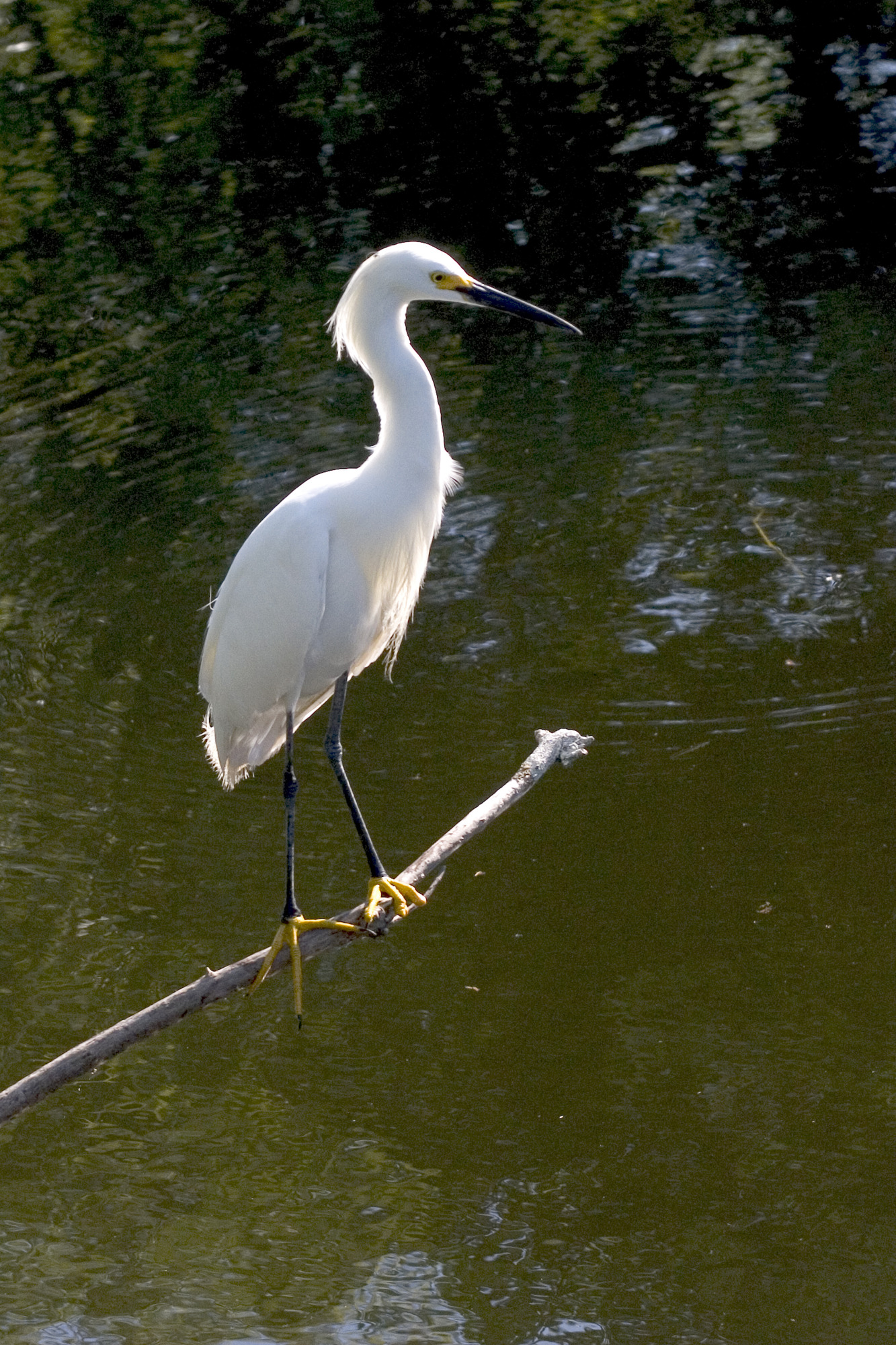 Snowy Egret stands on a singular branch above a canal.