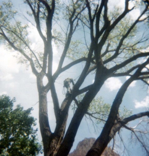 Arborist with harness pruning branches of tree, Bridge Mountain and Watchman in background.