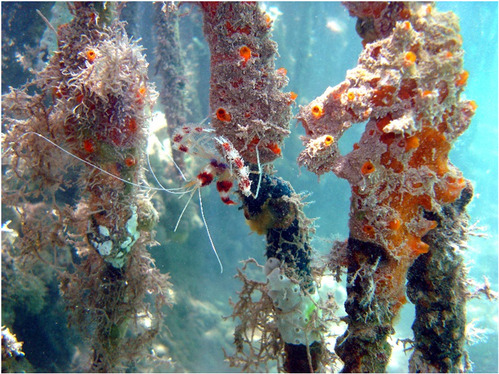 (a) Banded Coral Shrimp (Stenopus hispidus)