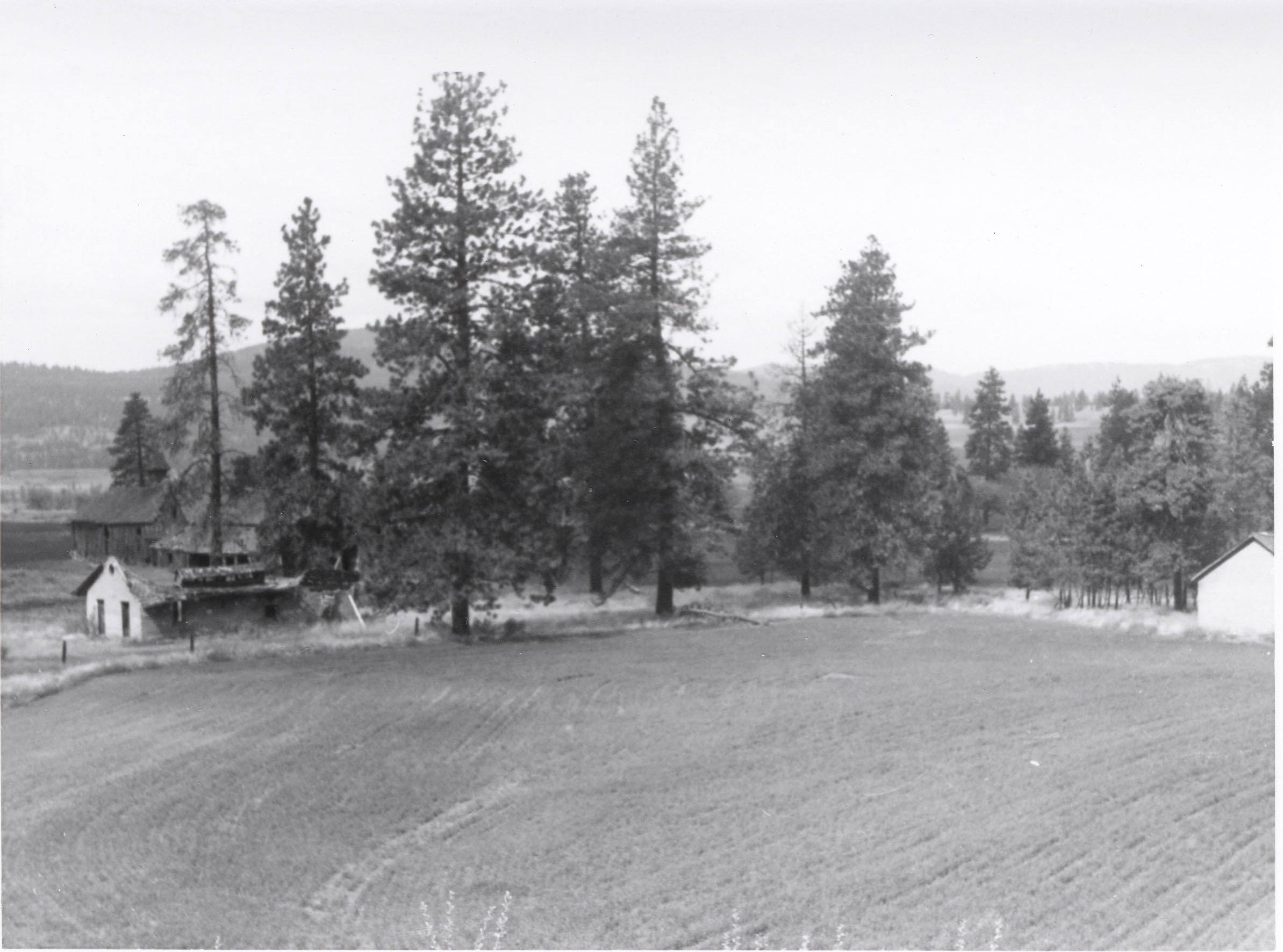 Black and white photograph of a field surrounded by trees and buildings